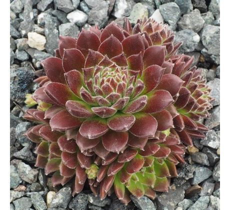 Sempervivum BRAUNE MAUS