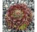 Sempervivum BRAUNE MAUS