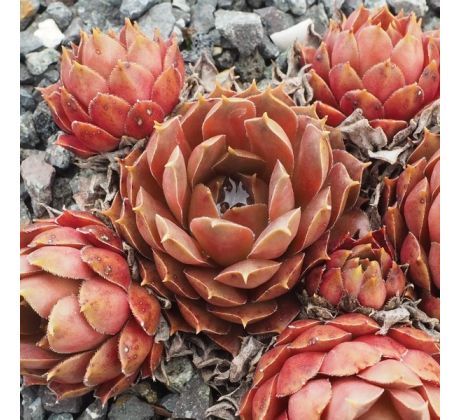 Sempervivum BRUNNEIFOLUM