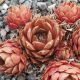 Sempervivum BRUNNEIFOLUM