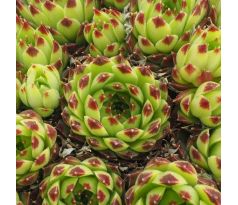 Sempervivum BICOLOR