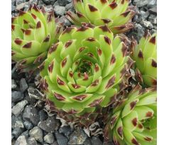 Sempervivum COL DE BLAINE