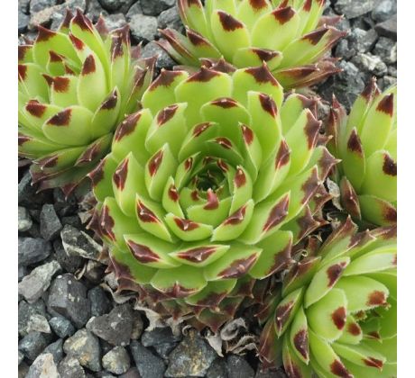 Sempervivum COL DE BLAINE