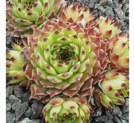 Sempervivum IRENE