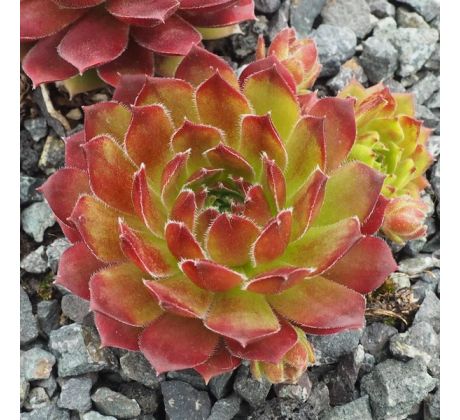 Sempervivum CALIGULA