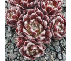 Sempervivum CAMELOT