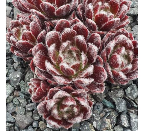 Sempervivum CAMELOT