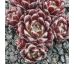 Sempervivum CAMELOT