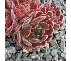 Sempervivum CHA CHA CHA