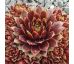 Sempervivum CHIVALRY