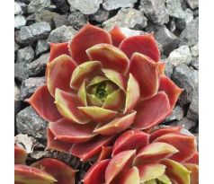 Sempervivum COMMANDER HAY