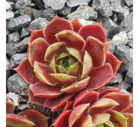 Sempervivum COMMANDER HAY