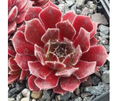 Sempervivum CRYSPIN