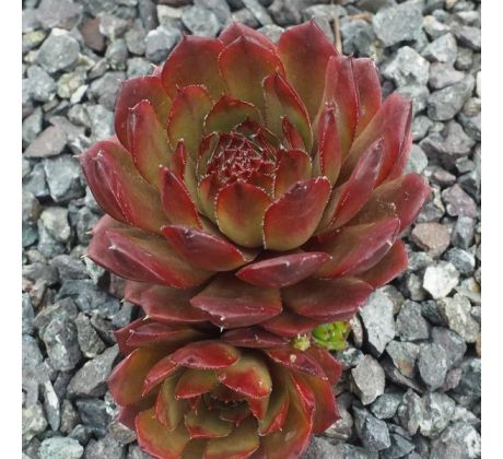 Sempervivum KARKULKA