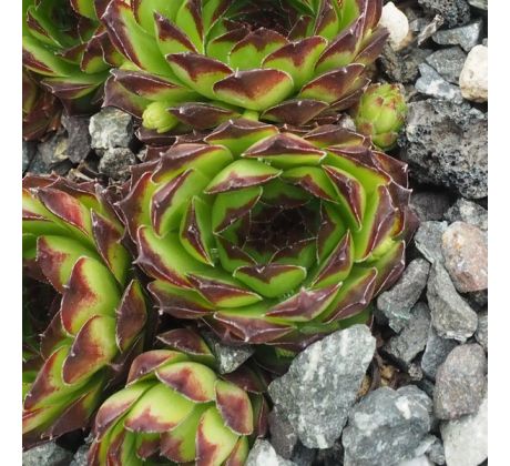 Sempervivum DESY