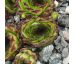 Sempervivum DESY