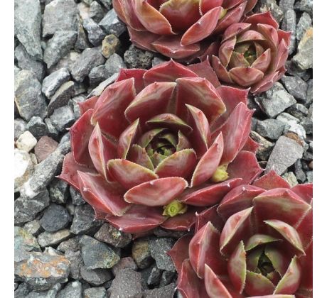 Sempervivum DOESKIN