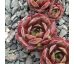 Sempervivum DOESKIN