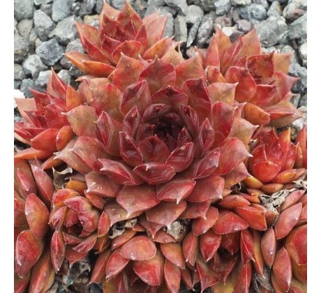 Sempervivum DUNKEL ROT