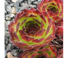 Sempervivum EL MISTI