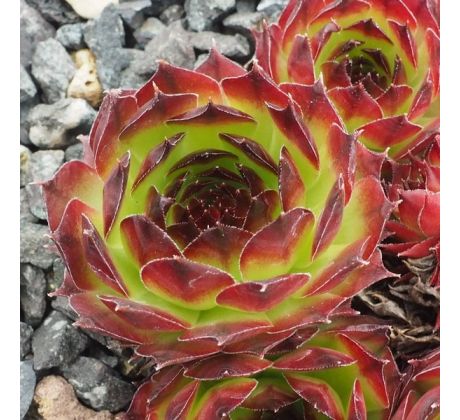 Sempervivum EL MISTI