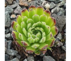 Sempervivum ELFENZAUBER