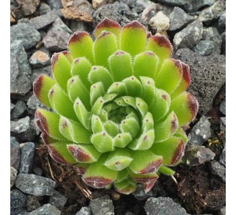 Sempervivum ELFENZAUBER