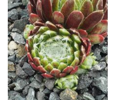 Sempervivum EMBERLY PINK