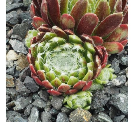 Sempervivum EMBERLY PINK