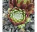 Sempervivum EMBERLY PINK