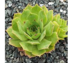 Sempervivum EMERALD GIANT