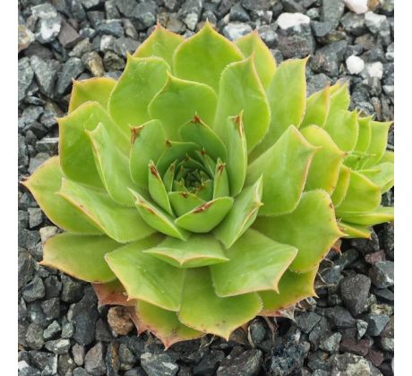 Sempervivum EMERALD GIANT