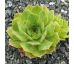 Sempervivum EMERALD GIANT