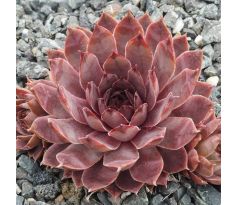 Sempervivum EMMA