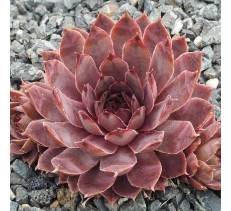 Sempervivum EMMA