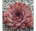 Sempervivum EMMA