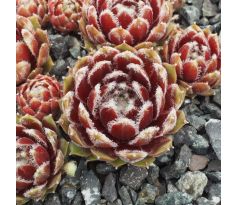 Sempervivum HEULLAUER`S SEEDLING