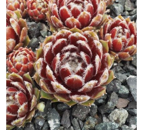 Sempervivum HEULLAUER`S SEEDLING