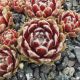 Sempervivum HEULLAUER`S SEEDLING