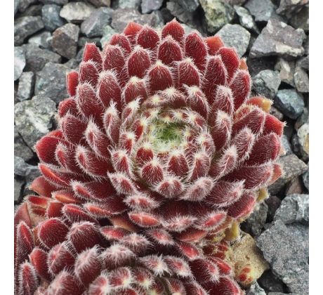 Sempervivum ERIKA