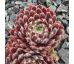 Sempervivum ERIKA