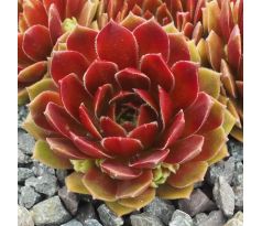 Sempervivum FARAON