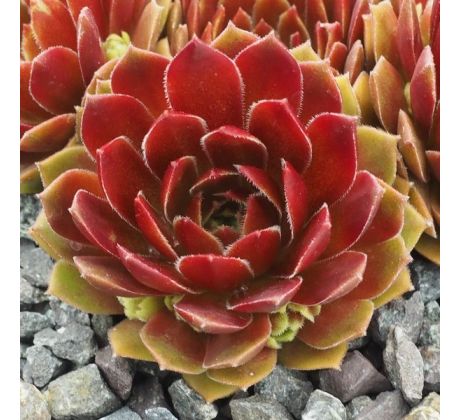 Sempervivum FARAON