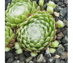 Sempervivum FASCIATUM