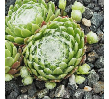 Sempervivum FASCIATUM