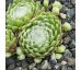 Sempervivum FASCIATUM