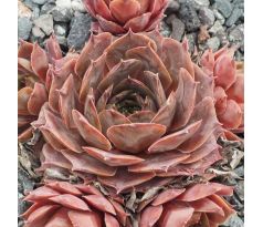 Sempervivum FELDMEIER