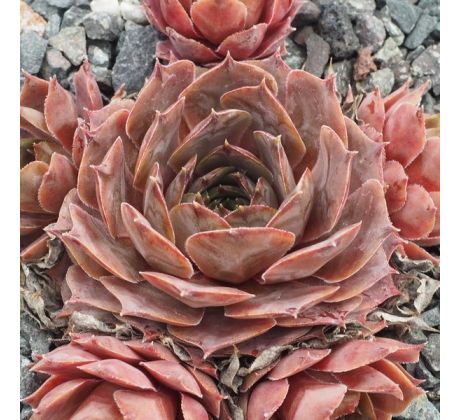 Sempervivum FELDMEIER