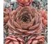 Sempervivum FELDMEIER