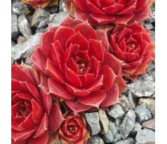 Sempervivum FEUERKOPF